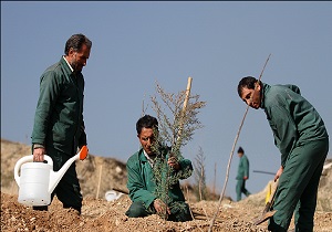 60 هزار هکتار درخت برای جلوگیری از شن‌های روان دریزد کاشته شد