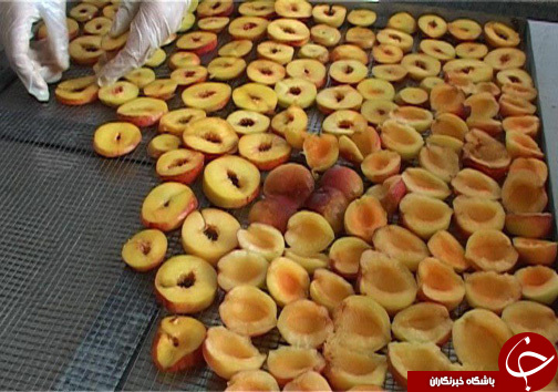رونق اقتصادی با فرآوری محصولات باغی و کشاورزی