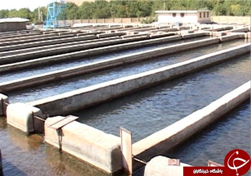 رتبه نخست تولید ماهی پرورشی لرستان در بین استان&zwnj;های غیر ساحلی / پرورش ماهی آزاد برای اولین بار در لرستان + تصاویر
