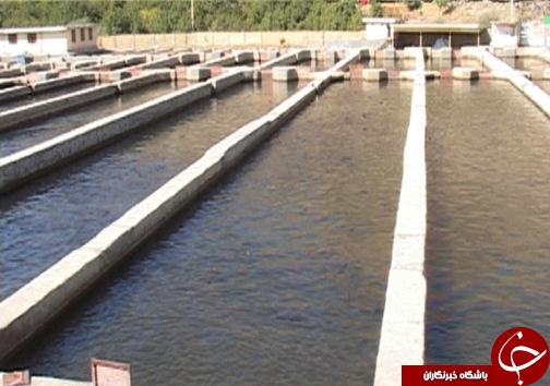 رتبه نخست تولید ماهی پرورشی لرستان در بین استان&zwnj;های غیر ساحلی / پرورش ماهی آزاد برای اولین بار در لرستان + تصاویر