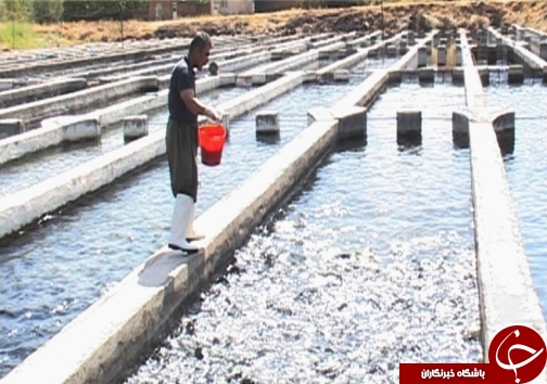 رتبه نخست تولید ماهی پرورشی لرستان در بین استان&zwnj;های غیر ساحلی / پرورش ماهی آزاد برای اولین بار در لرستان + تصاویر