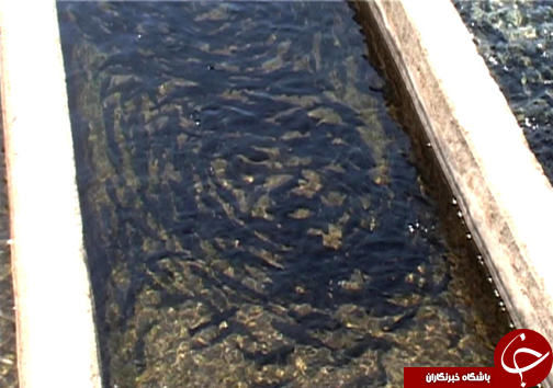 رتبه نخست تولید ماهی پرورشی لرستان در بین استان&zwnj;های غیر ساحلی / پرورش ماهی آزاد برای اولین بار در لرستان + تصاویر