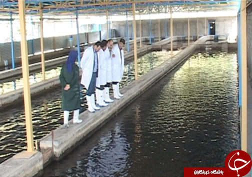 رتبه نخست تولید ماهی پرورشی لرستان در بین استان&zwnj;های غیر ساحلی / پرورش ماهی آزاد برای اولین بار در لرستان + تصاویر