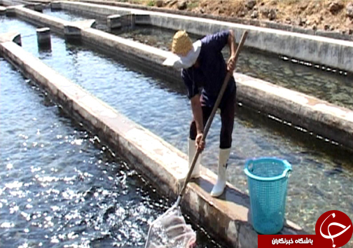 رتبه نخست تولید ماهی پرورشی لرستان در بین استان&zwnj;های غیر ساحلی / پرورش ماهی آزاد برای اولین بار در لرستان + تصاویر