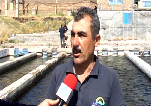 رتبه نخست تولید ماهی پرورشی لرستان در بین استان&zwnj;های غیر ساحلی / پرورش ماهی آزاد برای اولین بار در لرستان + تصاویر