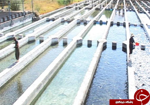 رتبه نخست تولید ماهی پرورشی لرستان در بین استان&zwnj;های غیر ساحلی / پرورش ماهی آزاد برای اولین بار در لرستان + تصاویر