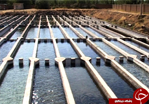 رتبه نخست تولید ماهی پرورشی لرستان در بین استان&zwnj;های غیر ساحلی / پرورش ماهی آزاد برای اولین بار در لرستان + تصاویر