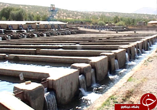 رتبه نخست تولید ماهی پرورشی لرستان در بین استان&zwnj;های غیر ساحلی / پرورش ماهی آزاد برای اولین بار در لرستان + تصاویر