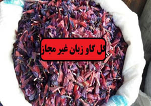 کشف ۳۰۰ کیلوگرم گل گاوزبان غیرمجاز در پلدختر