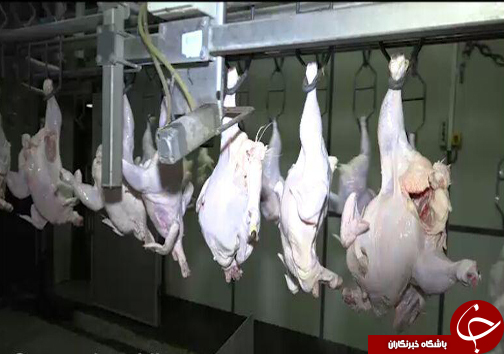مرغ درشت، صادرات ریز
