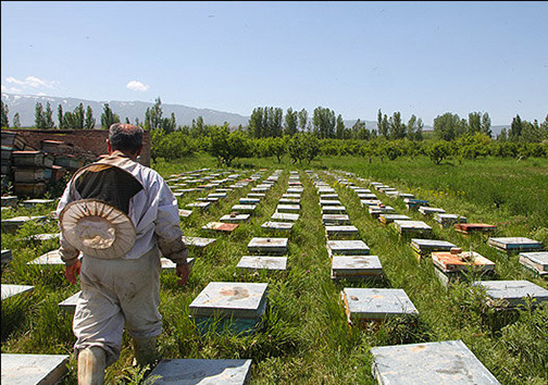 رعایت نکات اساسی زنبوران گلستان برای سرشماری