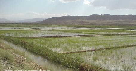برداشت بیش از ۸ هزار و ۴۰۰ تن شلتوک برنج از حاشیه قزل اوزن زنجان