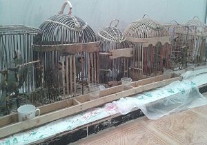 دستگيری و توقيف سه اکيپ شکارچی