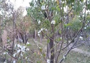 شکوفایی درخت گوجه سبز در خمینی‌شهر + فیلم