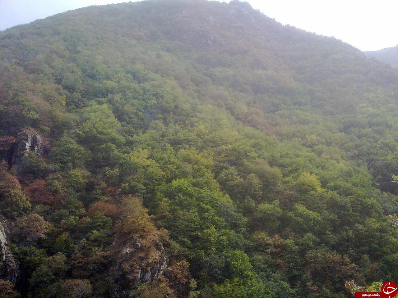 تصاویری از جنگل&zwnj; زیبای قره&zwnj;داغ