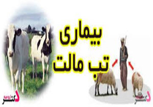 شیوع بالای تب مالت در دامداری‌های سنتی