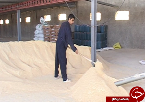 کارآفرین برتر تولید مرغ گوشتی در لرستان/ استفاده از نیروهای متخصص مهمترین دلیل موفقیت کارآفرین نمونه+ تصاویر
