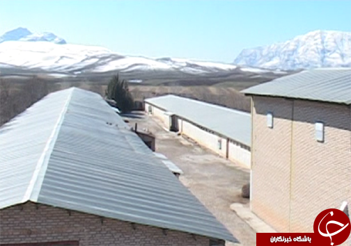 کارآفرین برتر تولید مرغ گوشتی در لرستان/ استفاده از نیروهای متخصص مهمترین دلیل موفقیت کارآفرین نمونه+ تصاویر