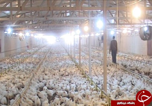 کارآفرین برتر تولید مرغ گوشتی در لرستان/ استفاده از نیروهای متخصص مهمترین دلیل موفقیت کارآفرین نمونه+ تصاویر