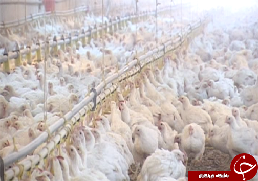 کارآفرین برتر تولید مرغ گوشتی در لرستان/ استفاده از نیروهای متخصص مهمترین دلیل موفقیت کارآفرین نمونه+ تصاویر