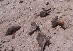 تلف شدن شمار زیادی پرنده به علت نامعلوم در سلماس