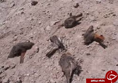 تلف شدن شمار زیادی پرنده به علت نامعلوم در سلماس /پلمپ کشتارگاه غیر مجاز در پیرانشهر /از مخترعان و تولید کنندگان حمایت شود تلف شدن شمار زیادی پرنده به علت نامعلوم در سلماس /پلمپ کشتارگاه غیر مجاز در پیرانشهر /از مخترعان و تولید کنندگان حمایت شود
