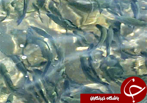 برداشت سالانه هزار تن ماهی از طرح پرورش ماهیان در قفس لرستان