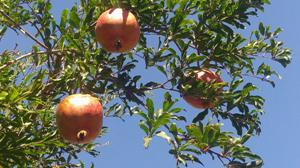 مراسم سنتی انارچینی در روستای تاریخی انبوه رودبار