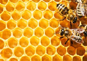 کد دار شدن کندوهای زنبور عسل در طبس