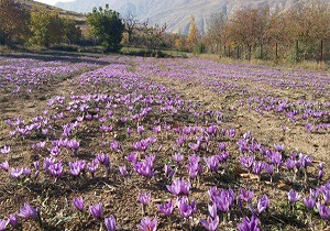 درآمد 25 ميليون تومانی مددجوی خلخالی از كشت طلای سرخ