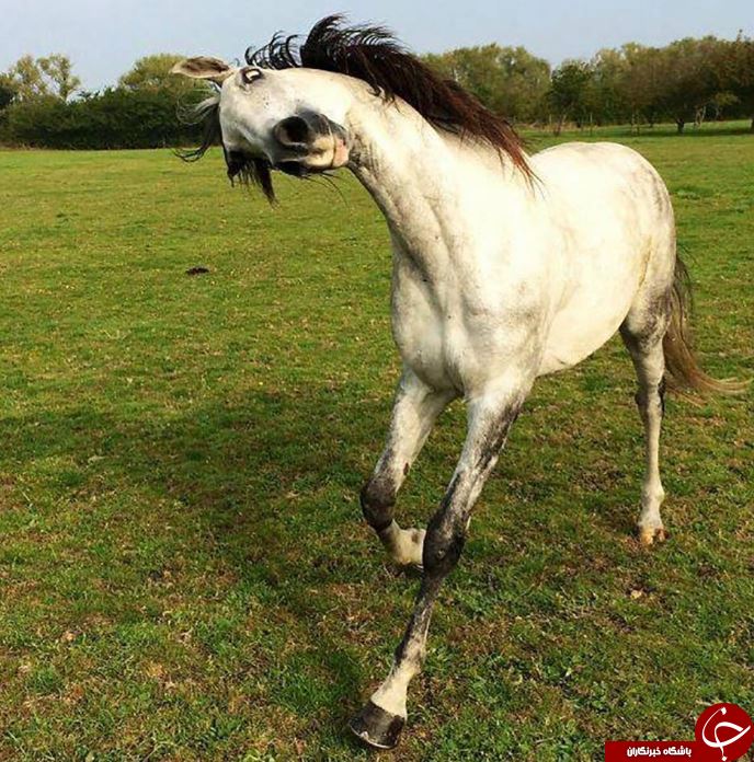 شکار لحظات بامزه حیوانات! +تصاویر