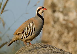رها کردن کبک در طبیعت