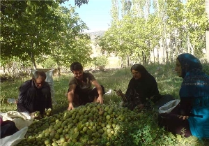 گردوی سبز ایذه در راه بازار