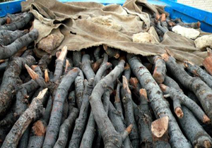 کشف 11تن چوب جنگلی قاچاق در هرمزگان