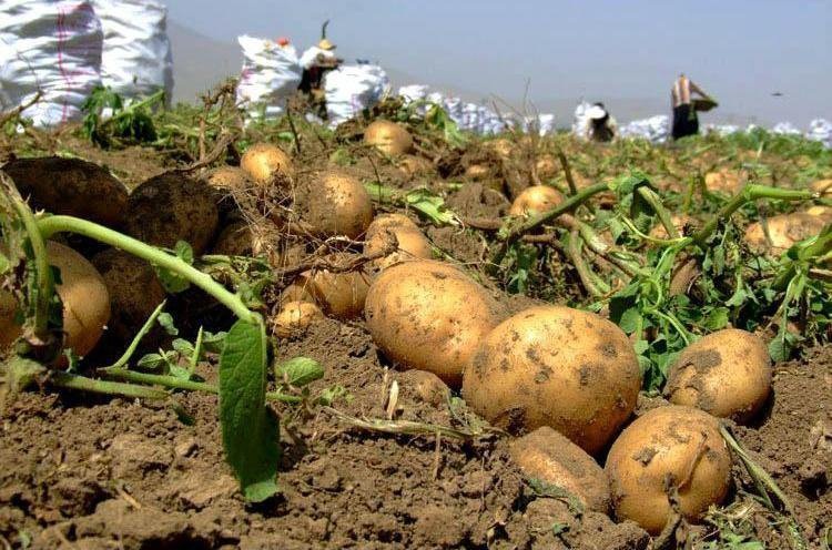آغاز برداشت سیب زمینی در چالدران