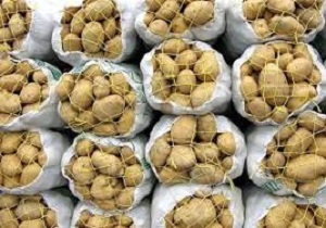 پیش بینی تولید بیش از 200 هزارتن سیب زمینی در استان کردستان