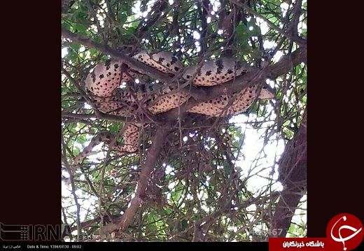 مار 6 متری اهالی خوزستان را به وحشت انداخت/ ارباب مارها در بالای درخت چمبره زده است +عکس