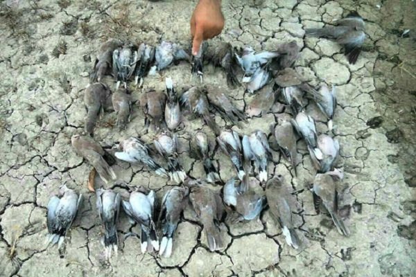 تلف شدن پرندگان در روستاهای شهرستان سلماس