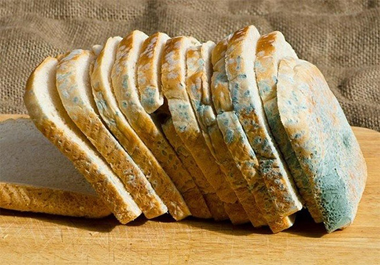 کپک نان؛ سمی خطرناک و سرطان زا