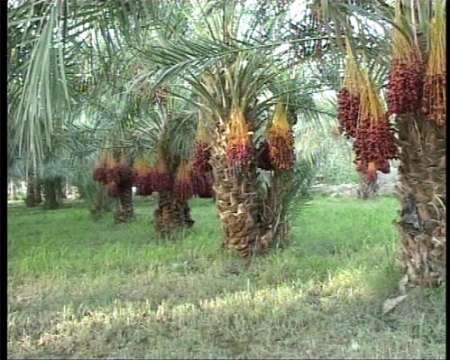 ۲۳۰  هزار تن خرما از نخلستان&zwnj;های سیستان و بلوچستان برداشت شد