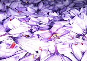 تصاویری از برداشت زعفران در قلعه‌قافه