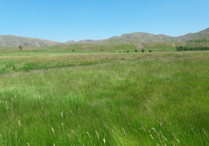طبیعت سرسبز روستای «ساربانک» در قاب دوربین + تصاویر