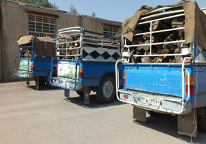 کشف و ضبط ۳ خودروی حامل چوب درختان جنگلی