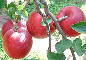 آغاز خرید سیب از باغداران فارس