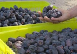 شکرانه برداشت خرما در نخلستان های آبادان