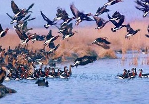 موردی از مرگ پرندگان در مناطق زیستگاهی آذربایجان غربی مشاهده نشد