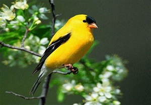 کشف ۶ قطعه سهره طلایی در اشنویه
