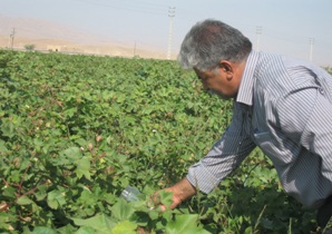 رهاسازی زنبور در مزارع اندیمشک