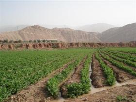 آغازكشت كرفس در شهرستان طارم