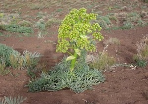 برداشت 61 تن آنغوزه در خراسان جنوبی